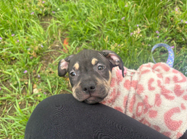 American bully