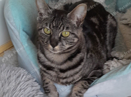 Gentle F4 TICA Registered Full Pedigree girl cat