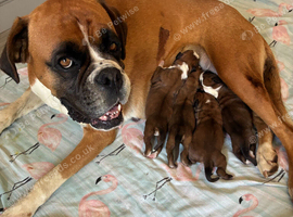 Boxer puppies KC registered - family home!