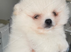 SNOW WIHTE POMERANIAN FOR SALE