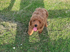 Cavapoo