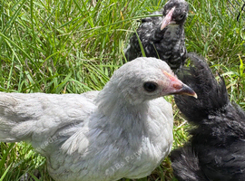Lavender pekin, cou cou Pekin & black speckled pekin