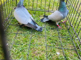 Racing pigeons