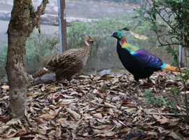 Himalayan monal