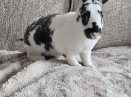 Mini rex male
