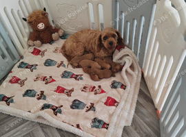 F1B CAVAPOO PUPPY'S DNA HEALTH TESTED PARENTS AND GRANDPARENTS