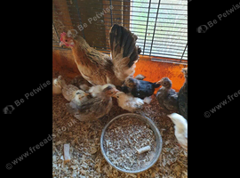 For sale serama x pekin bantams