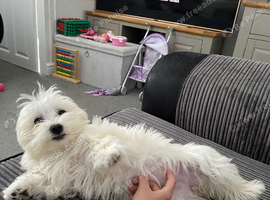 Beautiful pooch