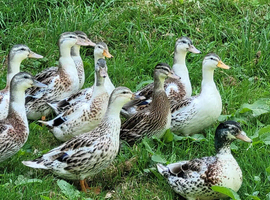 Miniature Silver Appleyard Ducks for sale