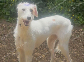 Female  Lurcher