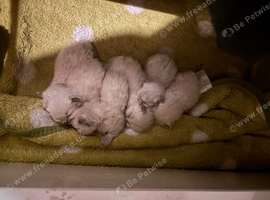 6 grey mitted ragdolls