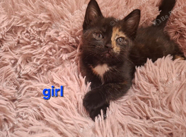 Kittens