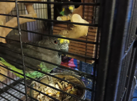 Proven breeding pair if mayers parrots