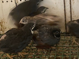 Chinese painted quails