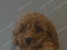 Beautiful toy poodle puppie last boy reduced