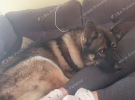 German shepsky