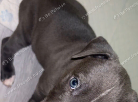 Blue staffy pup