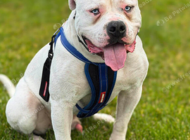 Johnson male bulldog for stud