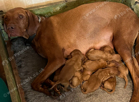 Hungarian Viszla puppies for sale