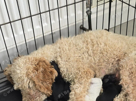 Cockapoo puppies