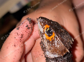 Red eyed croc skink with full enclosure.
