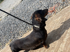 Dachshund girl