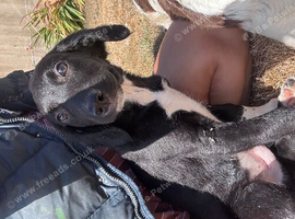 Sprollie Pups  1 Boy left