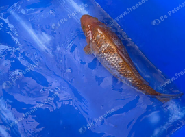 Koi for sale