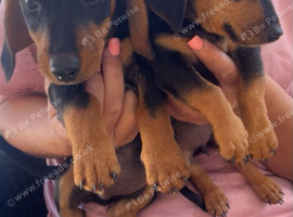Dachshund cross jack russell