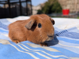 Purebred golden guinea pigs