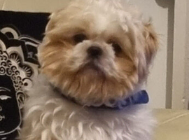 Shih tzu