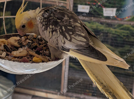 beautiful cinnamon pearl pied cockatiel