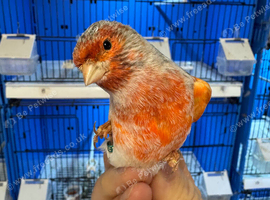 Red mosaic agate cock