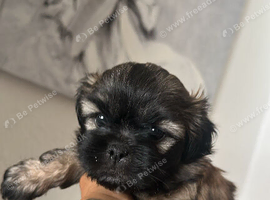 Shih-poo