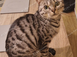 3 year old Bengal female