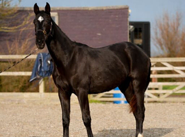 Kind yet Incredibly talented filly.