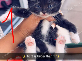 Kittens