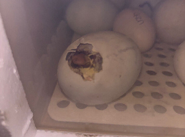 Fertilised eggs