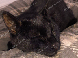 2 brother looking for rehoming