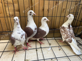 Top nice saddle racer pigeons for sale in Birmingham