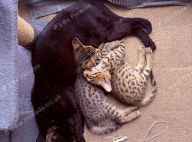 Savannah F4 kittens