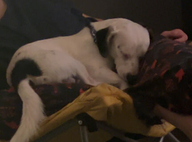 Dog