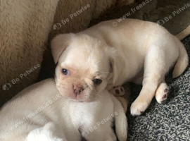 beautiful pug x for sale