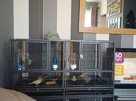 Zebra finches
