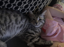 Cat for sale
