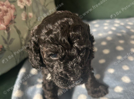 Miniature poodle
