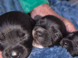 Dachshund x maltese puppies