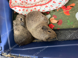 Guinea pigs