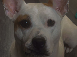 Belgian Malinois x bulldog