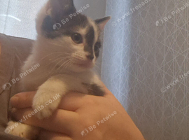 1 kitten left available now